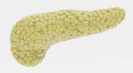 Realistic 3D Render of Pancreasの写真素材