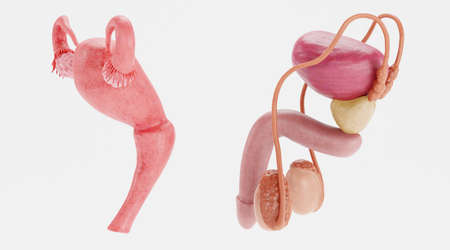 Realistic 3D Render of Human Reproductive Systemの写真素材