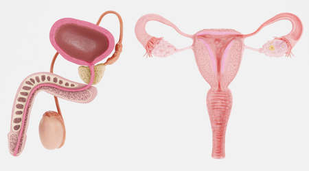 Realistic 3D Render of Human Reproductive Systemの写真素材
