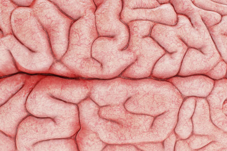 Realistic 3D Render of Human Brainの写真素材