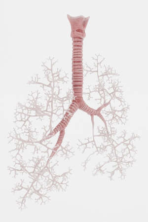 Realistic 3D Render of Trachea and Bronchi