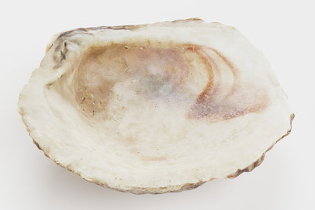 Realistic 3D Render of Shellの写真素材