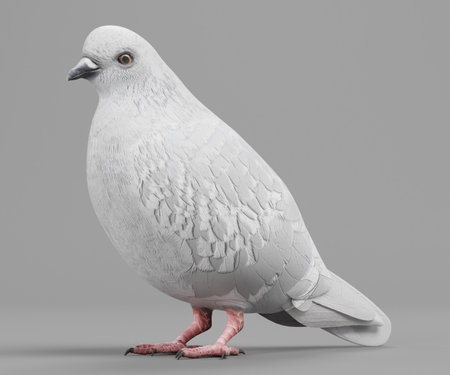 Realistic 3D Render of White Pigeonの写真素材