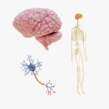 Realistic 3D Render of Human Nervous Systemの写真素材