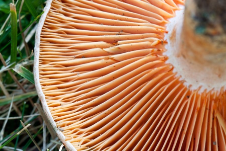 lactarius deliciosusの写真素材