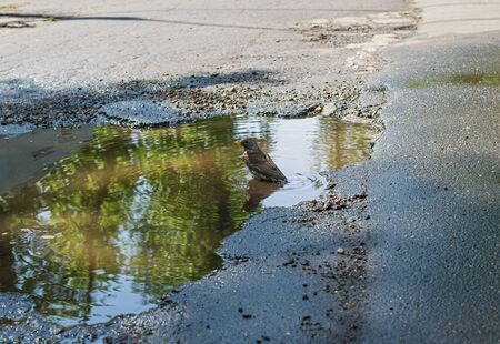Throstle bathes in a puddle. Song birds flew to nesting place in Moscowの写真素材