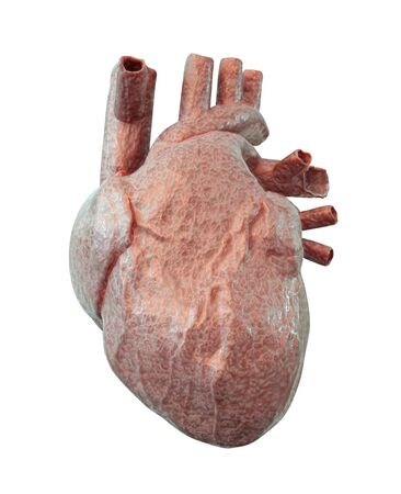 Human heart isolated on a white. 3d illustrationの写真素材