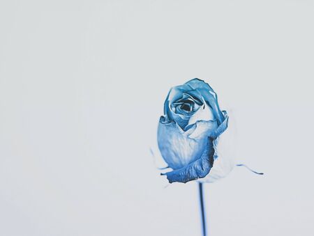 Delicate blue rose isolated on beige background. Used for postcardsの写真素材
