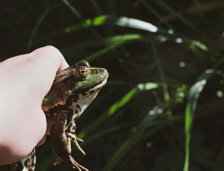 Caught lake frog in the hand, species Pelophylax ridibundus, female, the largest frog in Russia