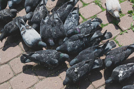 many gray pigeons eat grain in the street, battle of pigeons for food