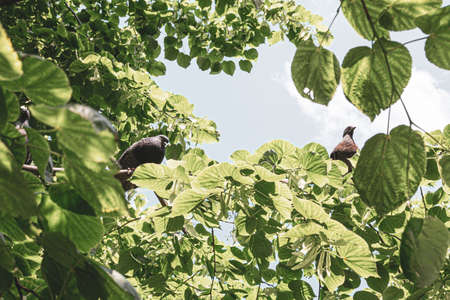 Pigeons on a branch in sunny day