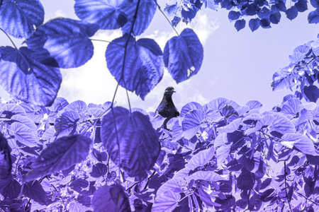 Gray pigeon on a branch in sunny day, violet toned photoの写真素材