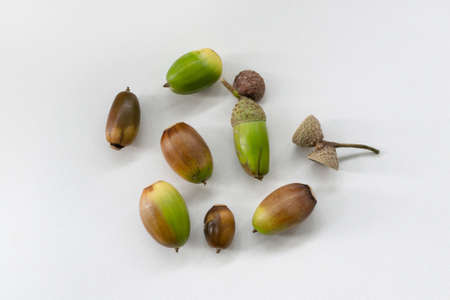 green and brown acorns lie on a white surfaceの写真素材