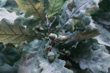 green acorns hang on a branch in the forest