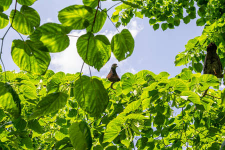Brown pigeon on a branch in sunny dayの写真素材