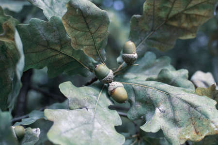 green acorns hang on a branch in the forest in autumnの写真素材