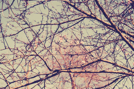Flowering fruit tree in springtime, beautiful spring flower