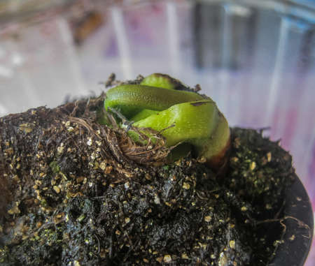 Mango seed have been planted. New sprout. Black earth in a container