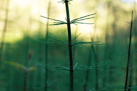 horsetail grows in a swamp in the nature reserve of Russia Losiny Ostrov