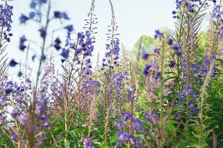 Field of blooming sally flowers, wild medicinal herbal tea of willow plant or Epilobium....