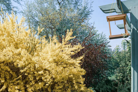 Forsythia flowers and bird feeder. Golden Bell, blooming in spring yellow garden bush