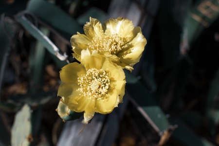 Prickly Pear Cactus with Yellow Flower in Ayia Napa coast in Cyprus. Opuntia, ficus-indica, Indian...