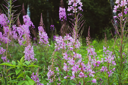 Field of blooming sally flowers or Ivan Tea, wild medicinal herbal tea of willow plant or Epilobiumの写真素材