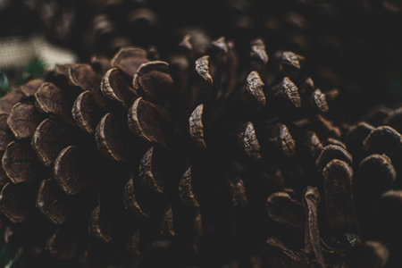 a large brown pine cone close upの写真素材