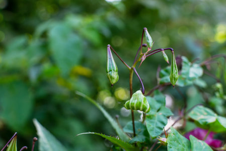 Himalayan balm seeds, Impatiens glandulifera close up photo. Invasive asian plant speciesの写真素材