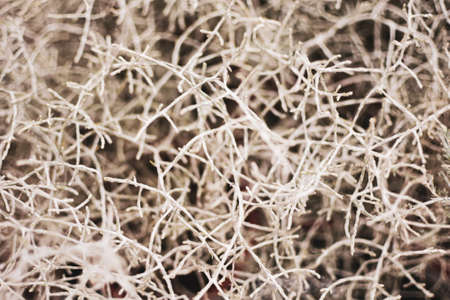 Close up leafless barren bush with tangled branches, dry dead plant, selective focus