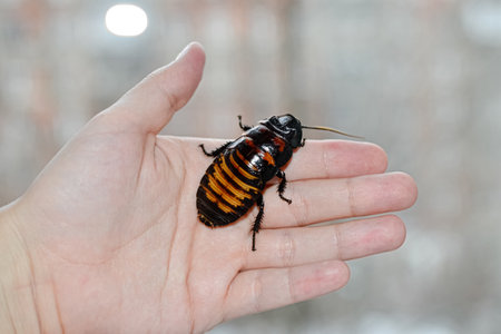 Beautiful huge Madagascar Hissing Cockroach crawls on human hand