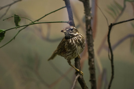 a bird thrush sitting on a branch, throstle, philomelosの写真素材
