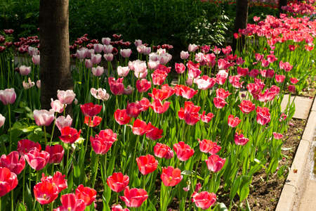Garden with amazing red tulips, tulip flower bedの写真素材