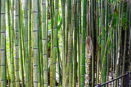 Bamboo grove in the Arboretum park of the Sochi city, Russiaの写真素材