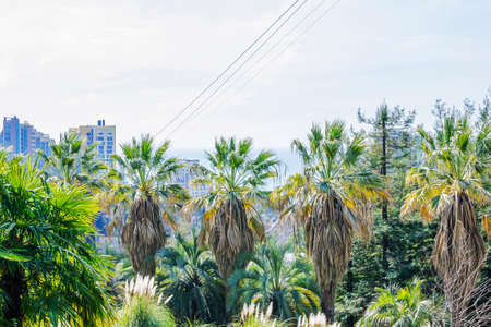 Palm trees and blue sky in the Sochi city, Russiaの写真素材