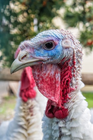 White turkey head closeupの写真素材