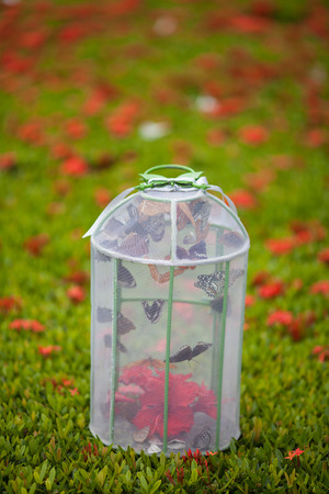 butterfly in cageの写真素材