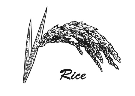 Rice plant with leaves and grains. Hand drawn realistic vector illustration of rice plant isolated on white background.のイラスト素材