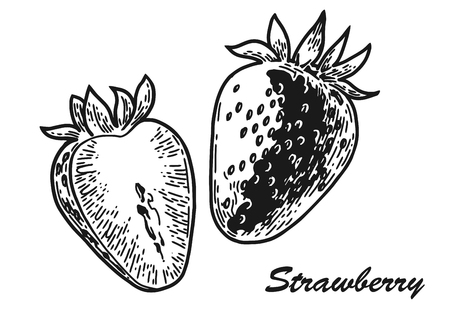 strawberry engraved sketch Vector illustration.のイラスト素材