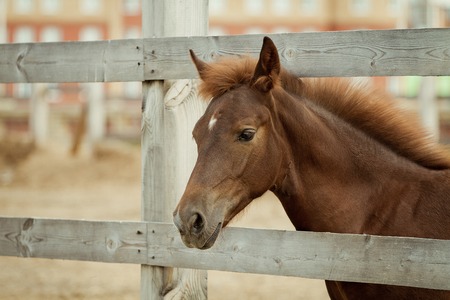 Horse behind the fenceの写真素材