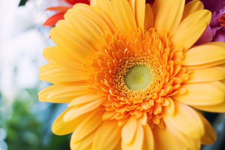 Flower and beautiful petalsの写真素材