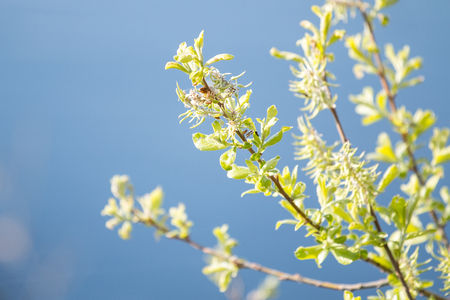 A branch of a blossoming tree with white flowers against the blue sky. Spring flowering.の写真素材