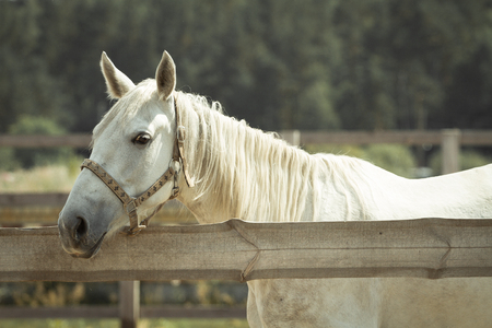 Horse on nature. Portrait of a horse, brown horseの写真素材