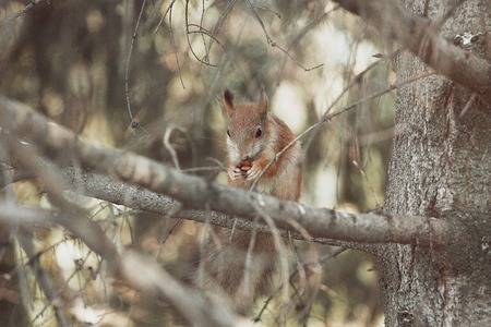 Red squirrel on a tree eats a nutの写真素材