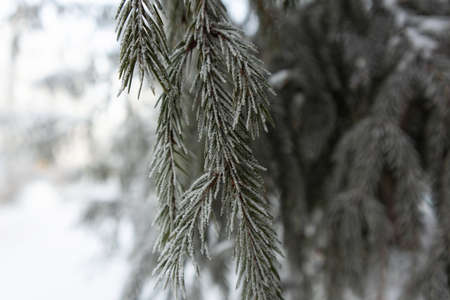 Christmas snow trees. Snow fir trees in winter forest. Christmas Fir branch in snow close up. Sun shine through the snow fir branch. Path in the woods. Winter landscape in Russiaの写真素材