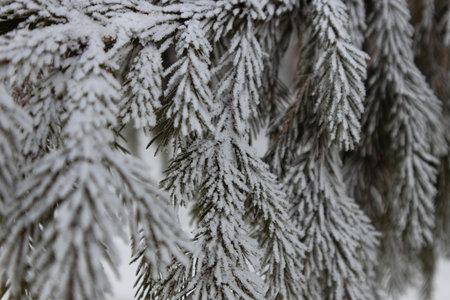 Christmas snow trees. Snow fir trees in winter forest. Christmas Fir branch in snow close up. Sun shine through the snow fir branch. Path in the woods. Winter landscape in Russiaの写真素材