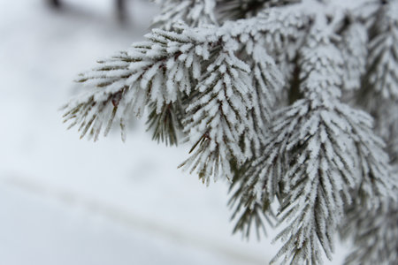 Christmas snow trees. Snow fir trees in winter forest. Christmas Fir branch in snow close up. Sun shine through the snow fir branch. Path in the woods. Winter landscape in Russiaの写真素材