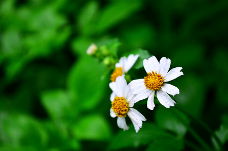 Cosmos flower with green blurry backgroundの写真素材