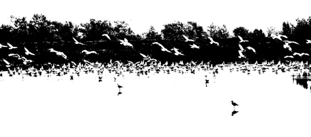 black and white many seagulls の写真素材