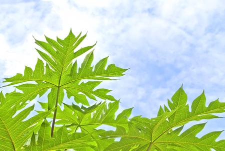 Vein of papaya leaves
